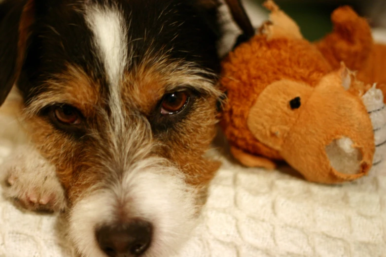 a dog laying on top of a blanket with stuffed animals around it