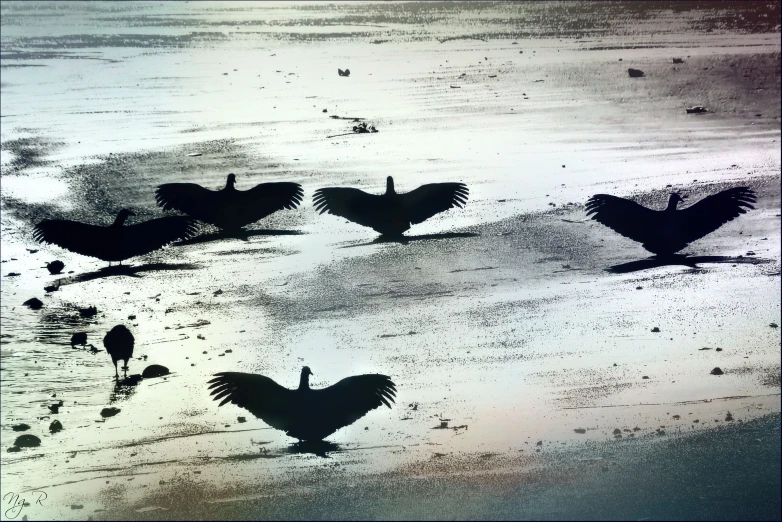 some birds that are sitting in the sand