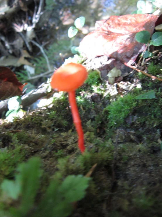 a mushroom sprouts through the moss on a forest floor