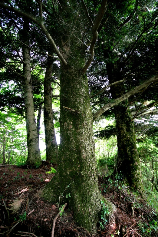 the dirt area near the trees has many different leaves