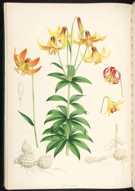 an illustration of flowers that are yellow with orange centers