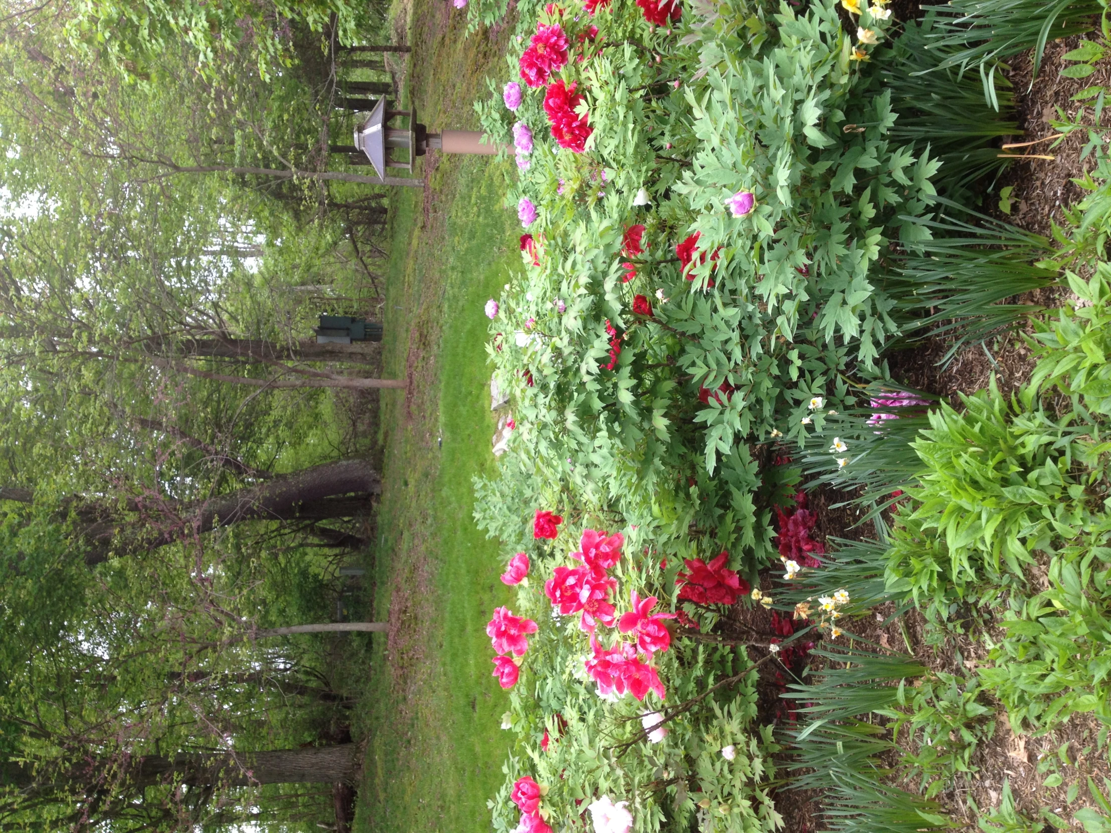 a garden is shown with many different flowers