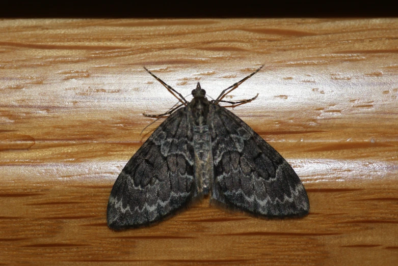 the moth is on a wooden table on top of it