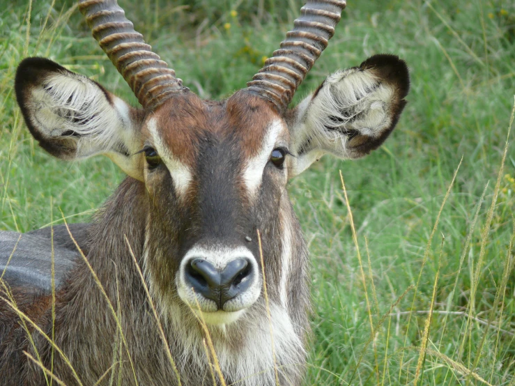 an antelope with large horns and curved neck laying in grass