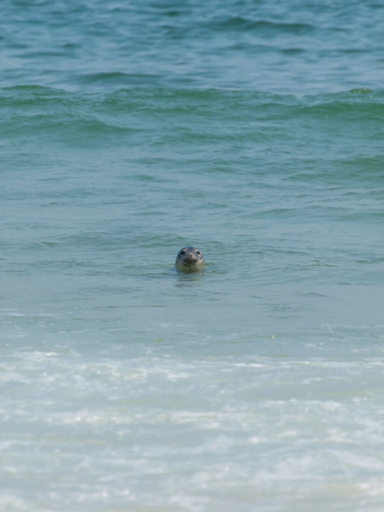 an otter swimming in shallow water near the beach