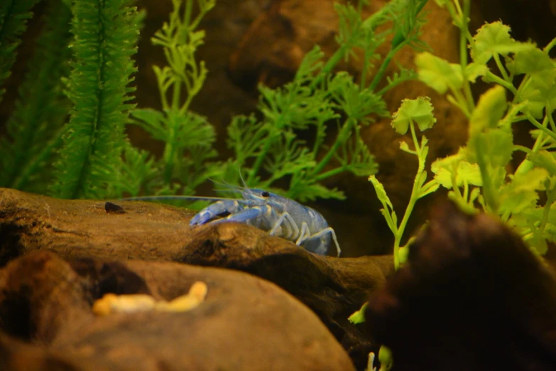 a crab in an aquarium is on a rock near plants