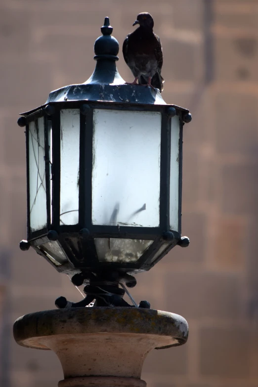 a lit lamp with two pigeons perched on top of it