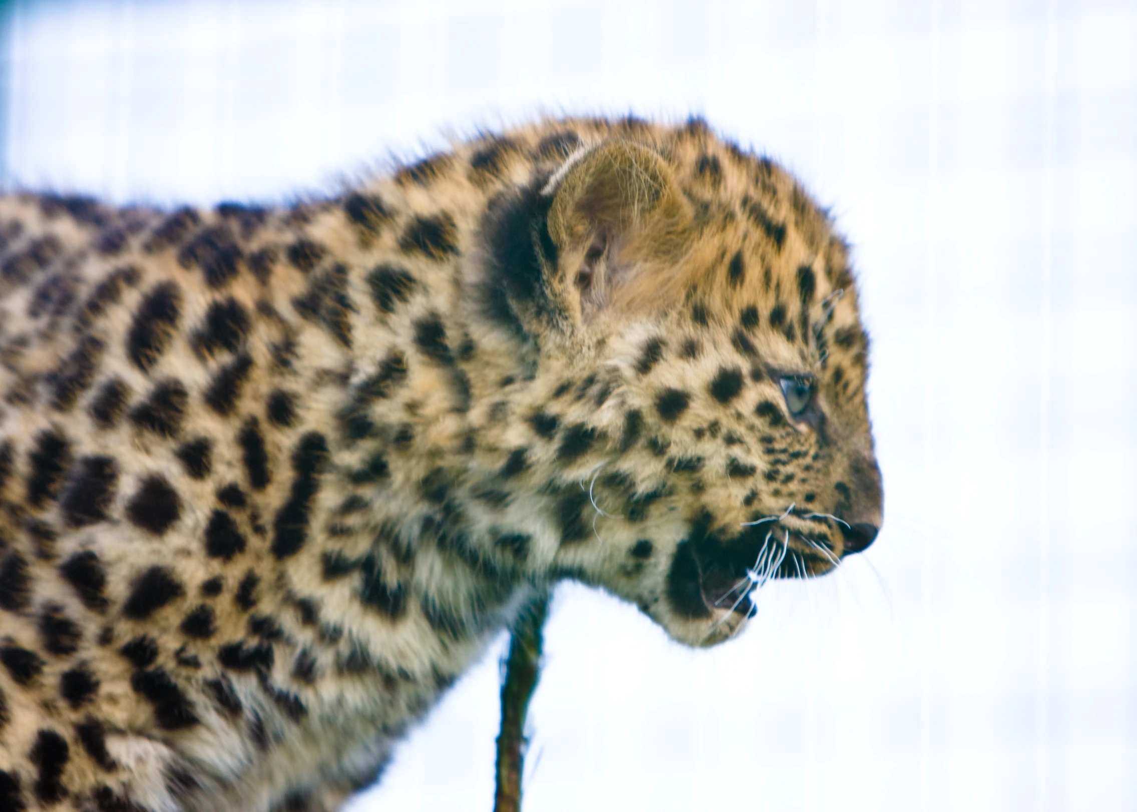 a close up of a leopard's face on a white background