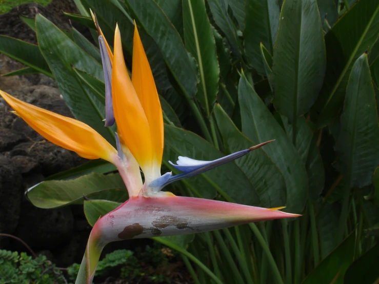 a small bird of paradise flower growing in a garden