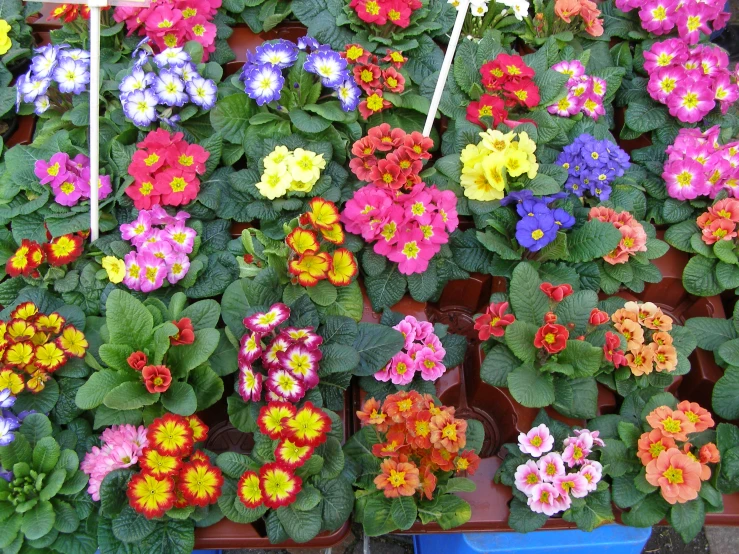 several varieties of colorful flowers are in flower pots