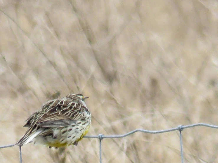 the small bird is perched on the barbwire fence