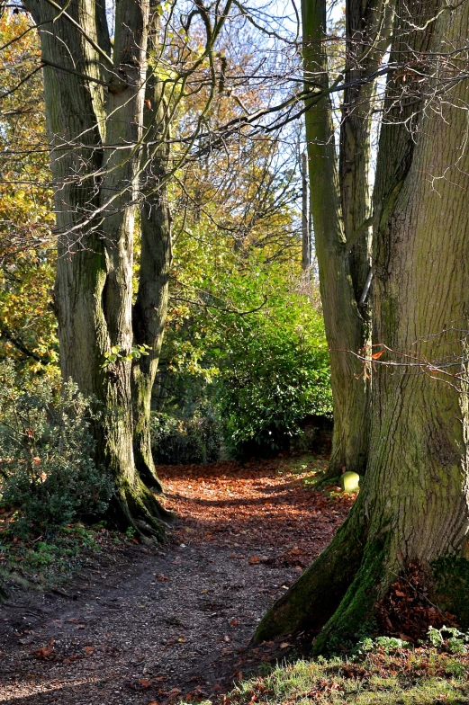 a trail passes in between two trees that are almost bare