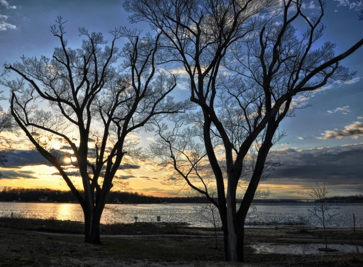 some trees with no leaves against a sky