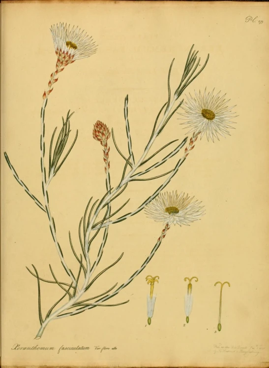 an illustration of three flowers on a nch