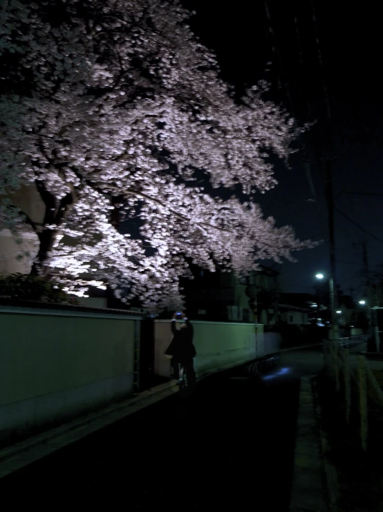 a person stands underneath a flowering tree on a street at night