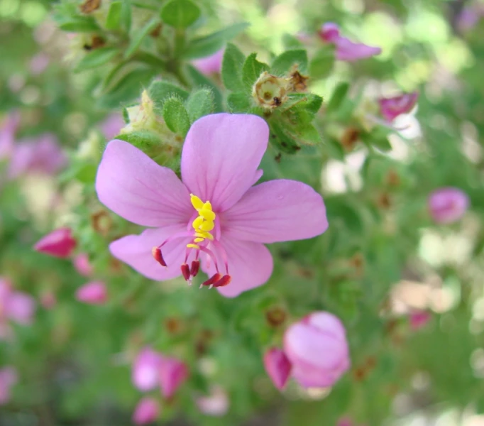 a group of small flowers growing on a tree