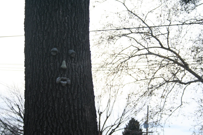 a face carved into the bark of a tree