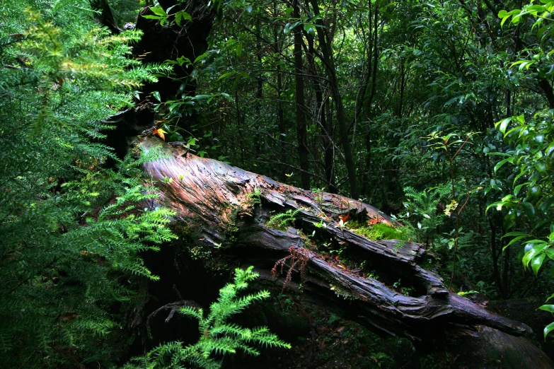 a tree stump in the woods by itself