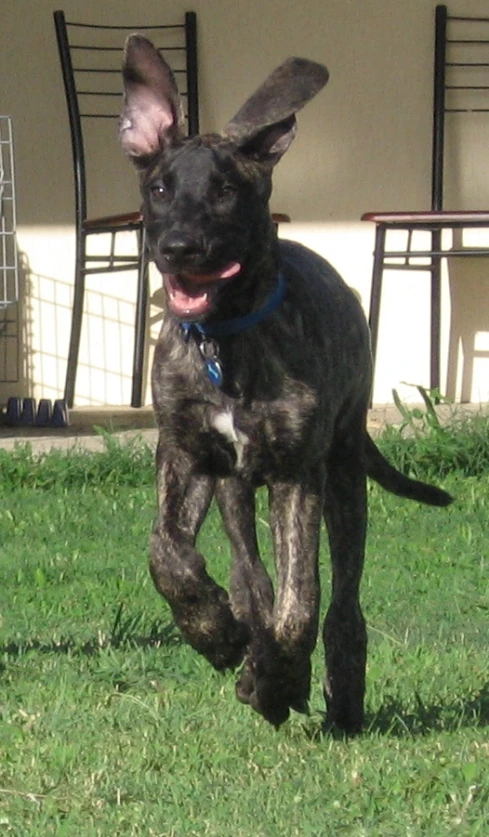 a black dog with large ears is running through the grass