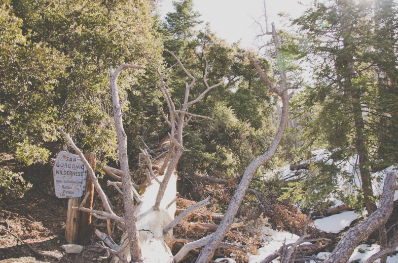 a sign is posted next to a broken tree