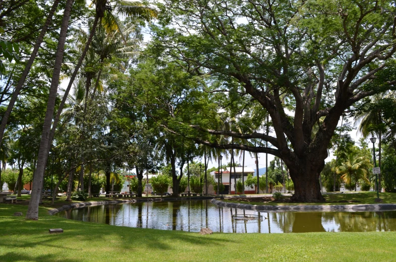 a large tree sits above the water of the pond