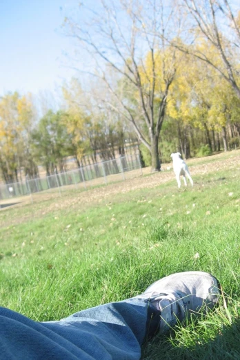 two dogs are playing in the park in front of a person