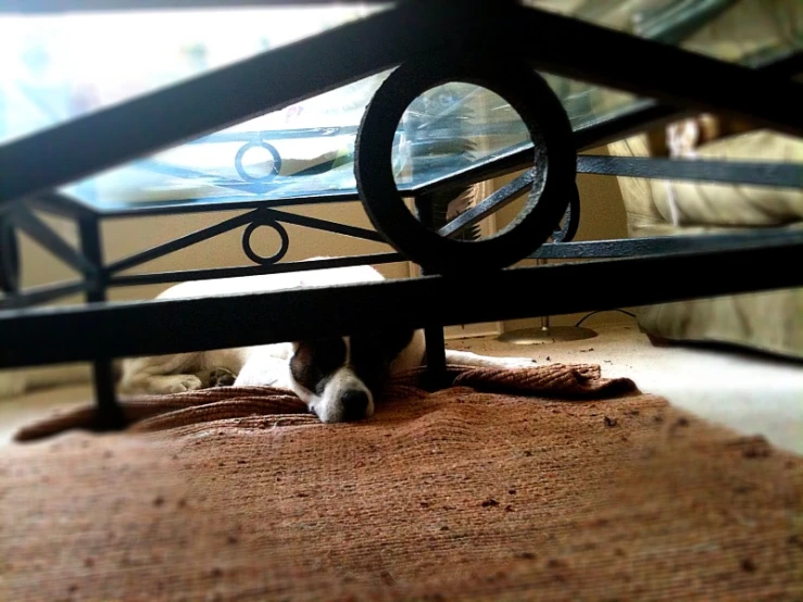 a dog peeking over an iron bed frame