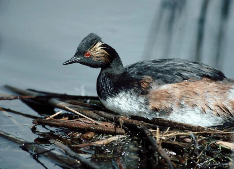 a duck floating on top of a body of water