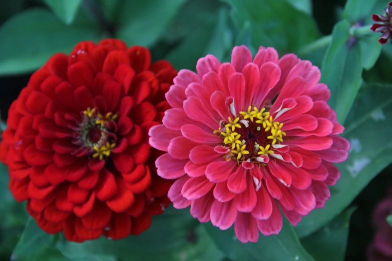 a close up of two large red flowers