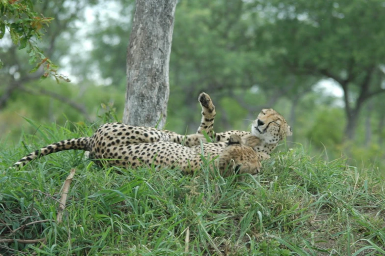 a cheetah and her cub resting on the grass