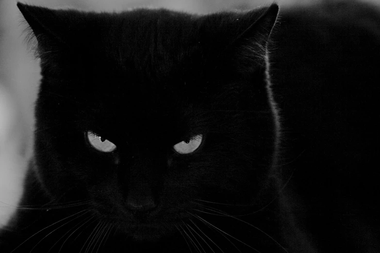 a black cat staring with white collars