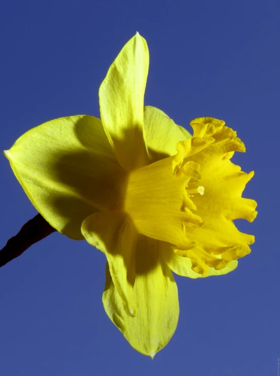 a flower in the middle of a clear blue sky