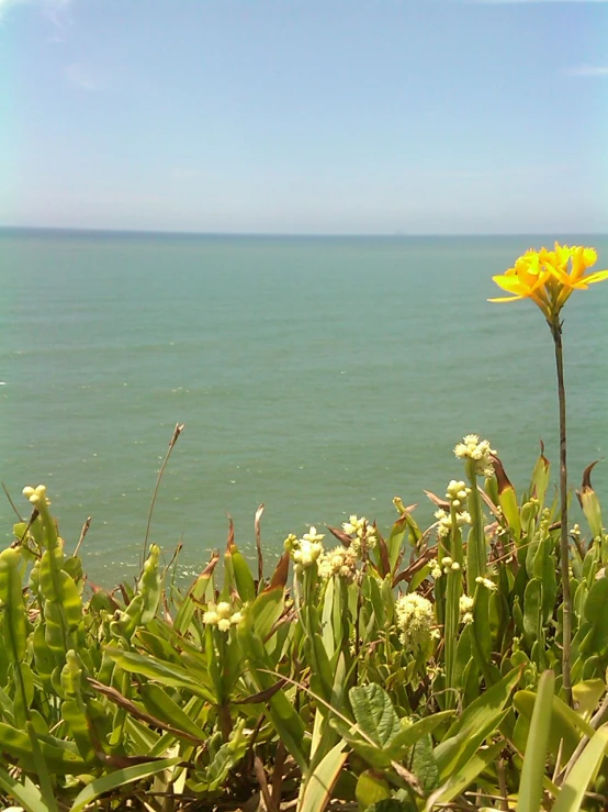 a yellow flower sitting on top of a grass field