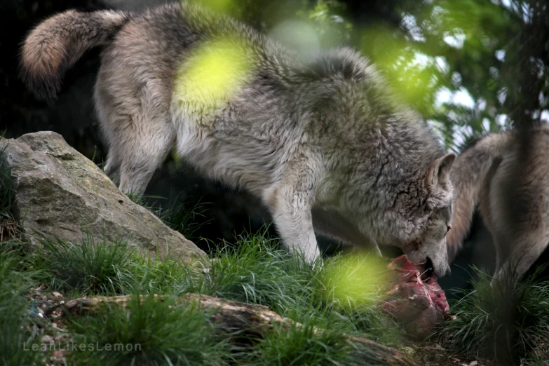 a wolf standing next to a rocky hillside