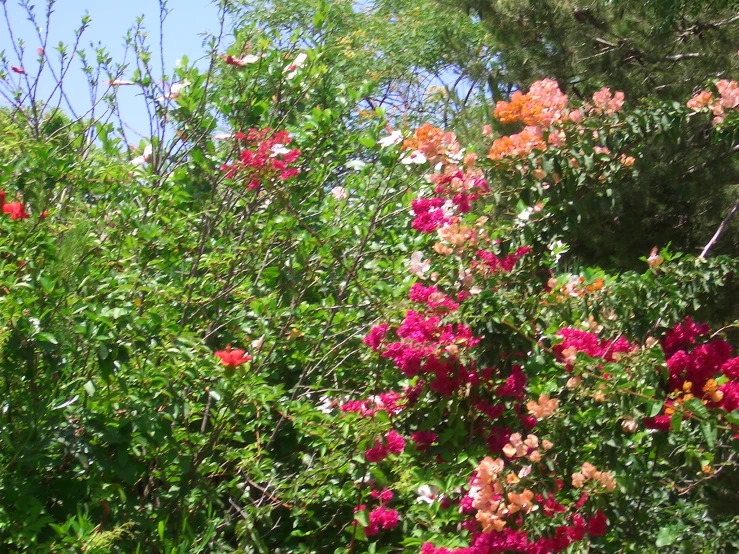 colorful flowers in a field of trees on a sunny day