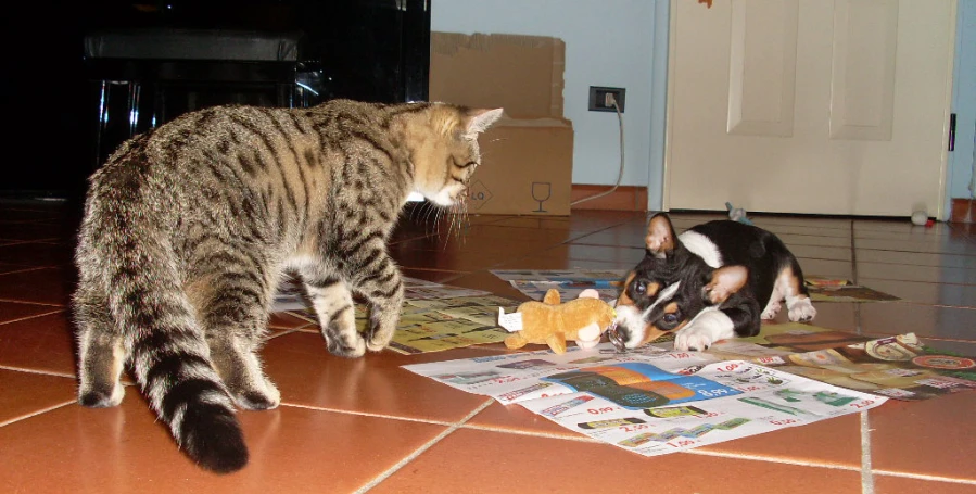 a cat watching another cat play with a dog