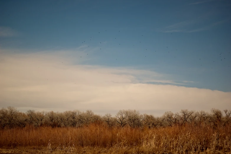 a field with trees and some birds flying in the sky