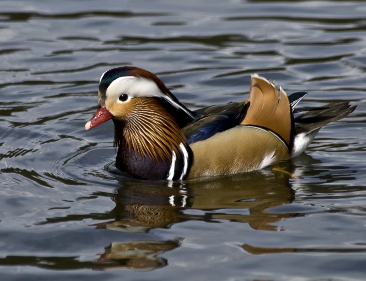 a large bird that is swimming in the water