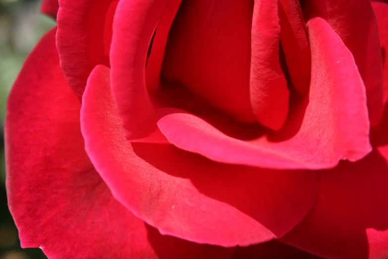 a close up view of a red rose