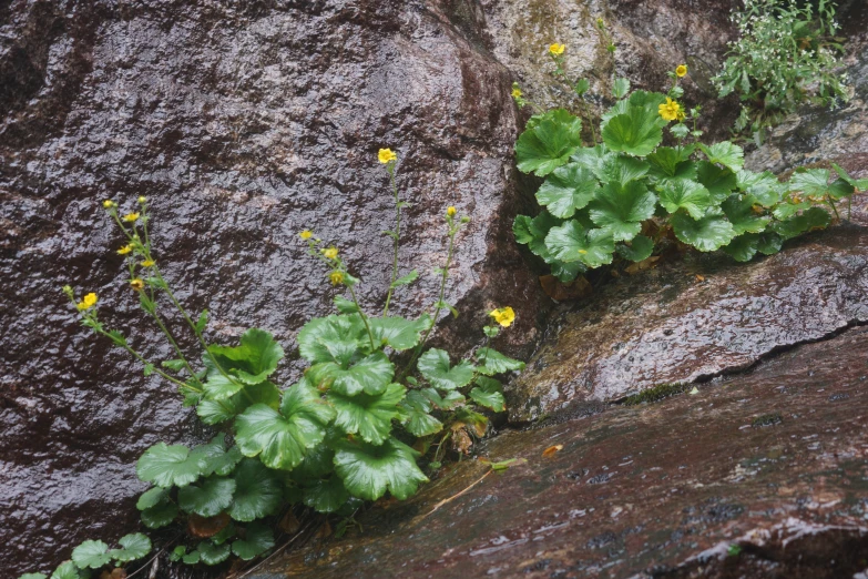 the plant sprouts out from the rock formation