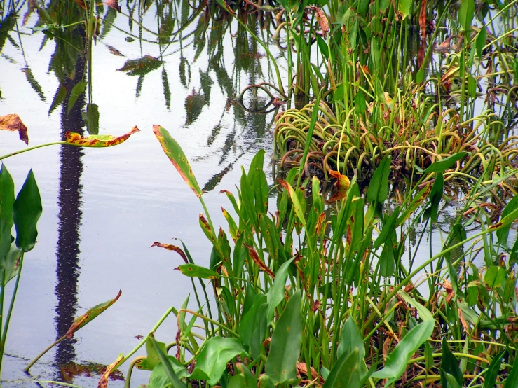 water is reflecting the leafy vegetation of the swamp