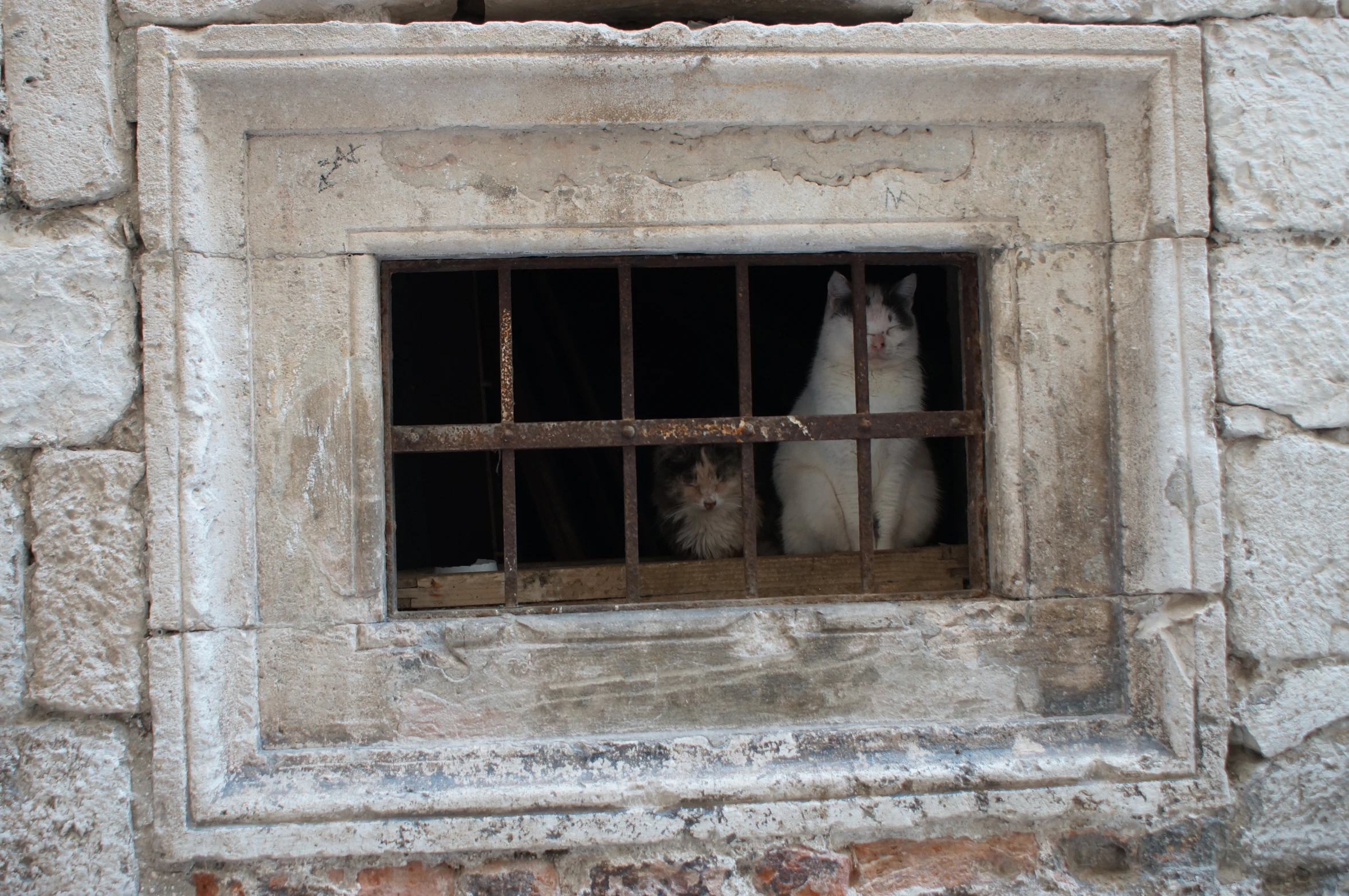 two dogs are locked in a brick building