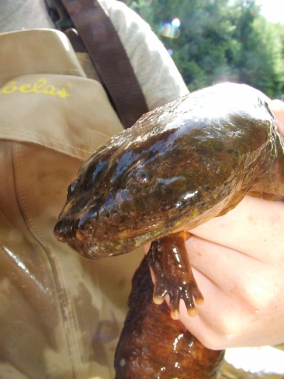 a large frog sitting on top of a persons hand