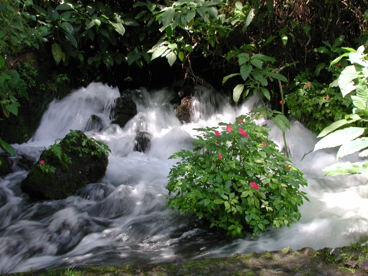 a river with green vegetation on it and blue water