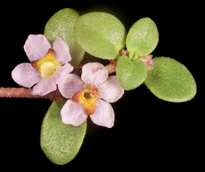 some pink and yellow flowers on a twig