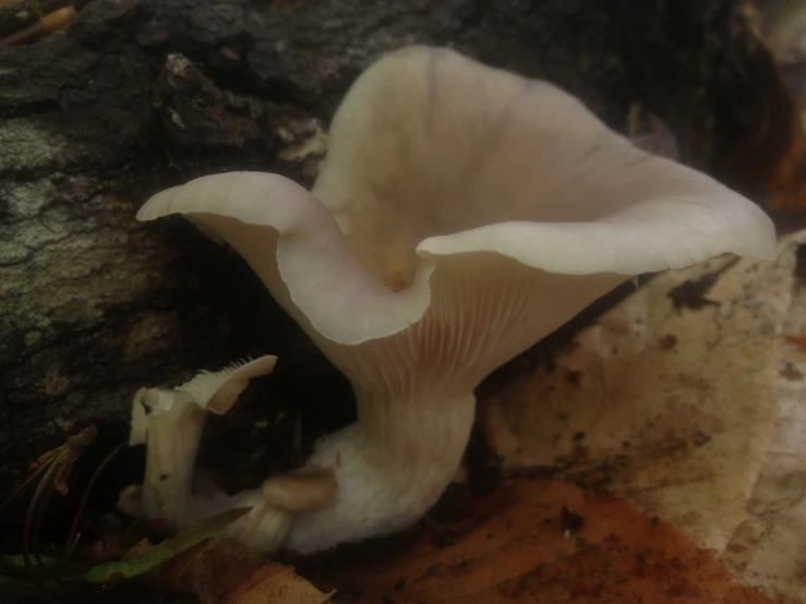 this is a mushroom in the middle of a tree trunk