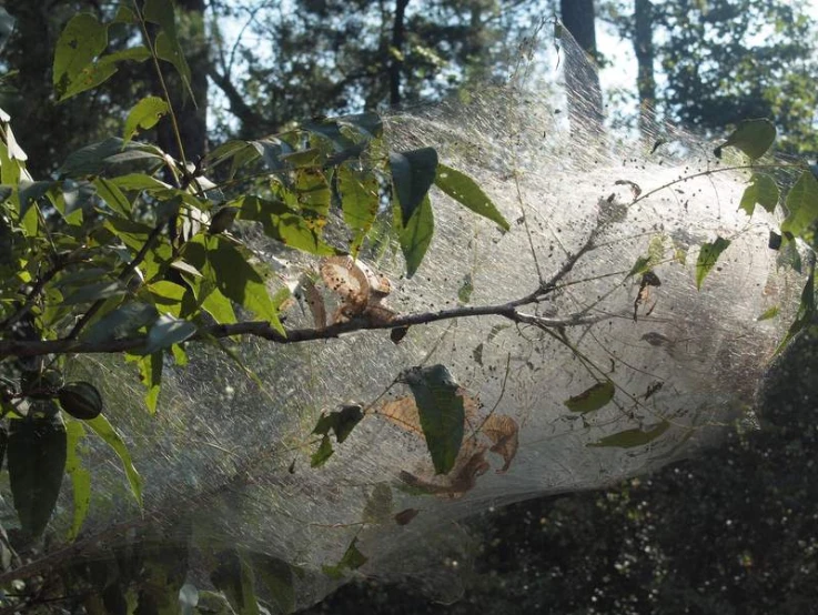 some leaves and vines are hanging from a net