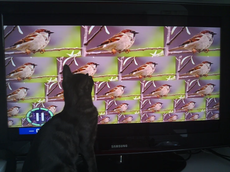 the cat is watching the birds on the tv