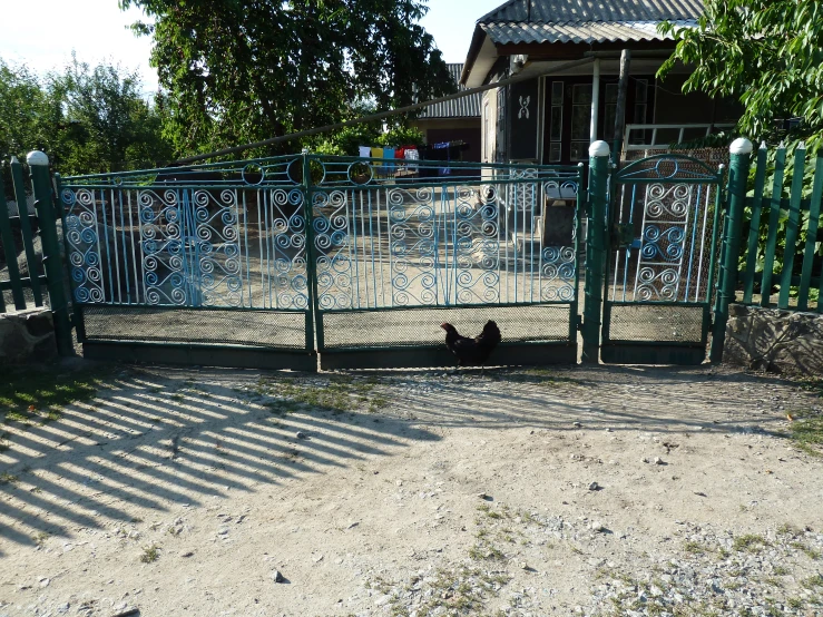 a black bear in the dirt near some green gates