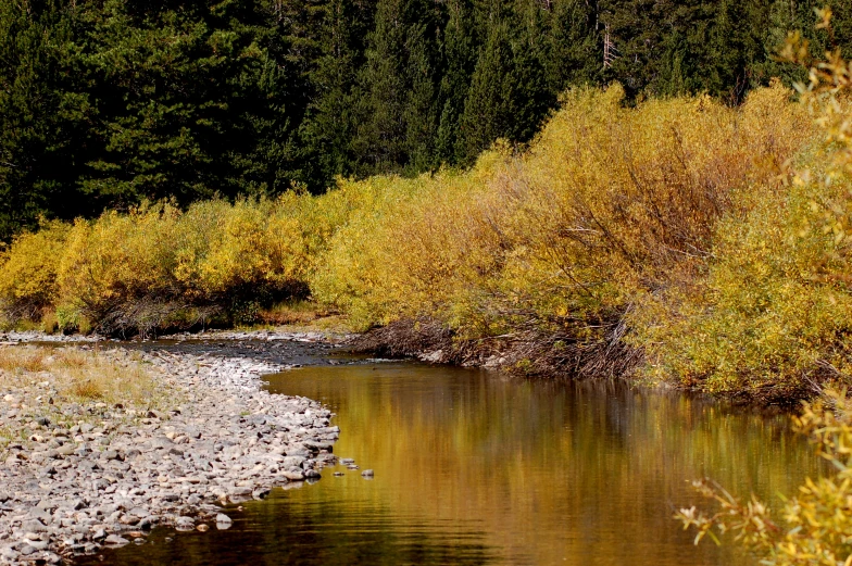 the stream is clear of water, and full of autumn foliage